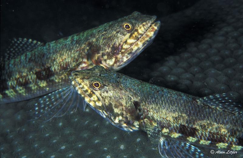 Poissons Lezard L01-01 2007 Alain LITZLER.jpg -   >  Voir la fiche   